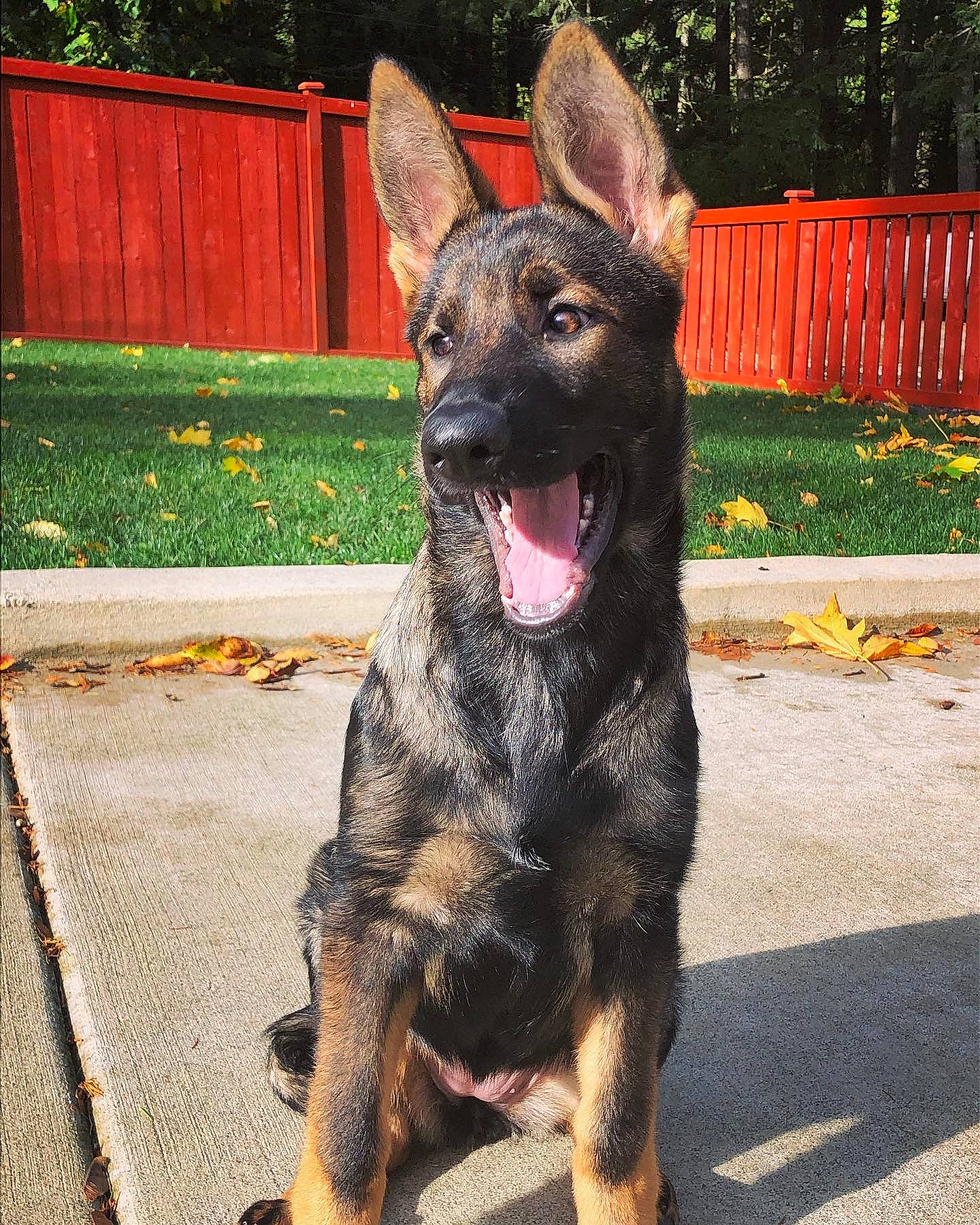 Percy is registered to the contest to win money with this photo: biting, canidae, carnivore, collar, companion_dog, dog, dog_breed, dog_collar, fawn, fence, grass, herding_dog, home_fencing, plant, snout, sporting_group, tail, terrestrial_animal, tree, working_animal