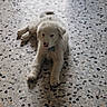 Snow a rejoint le concours — aidez-le/la à gagner de superbes lots ! puppy, dog, white_fur, lying_down, floor, tile_floor, indoor, pet, young_animal, cute, animal, fur, collar, relaxed, small_dog, domestic_animal, looking, shadow, texture, natural_light