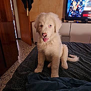 Snow a rejoint le concours — aidez-le/la à gagner de superbes lots ! puppy, dog, white_fur, bed, indoor, blanket, television, door, floor, pink_nose, tongue_out, cute, pet, animal, furniture, room, carpet, cozy, sitting, young