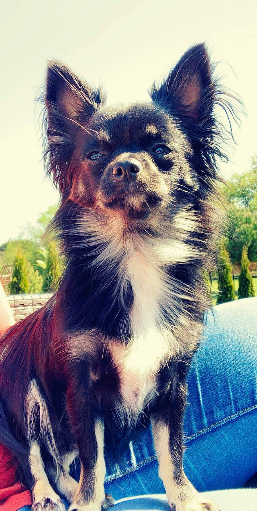 Giulia participe au concours pour gagner de l'argent avec cette photo : canidae, carnivore, chihuahua, companion_dog, dog, dog_breed, mammal, papillon, puppy, russkiy_toy, snout, terrier, toy_dog, yorkshire_terrier