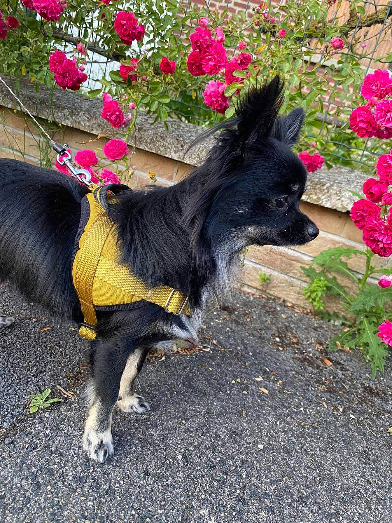 Giulia a rejoint le concours — aidez-le/la à gagner de superbes lots ! bohemian_shepherd, canidae, carnivore, companion_dog, dog, dog_breed, flower, pink, plant, schipperke, spring, tail, wildflower