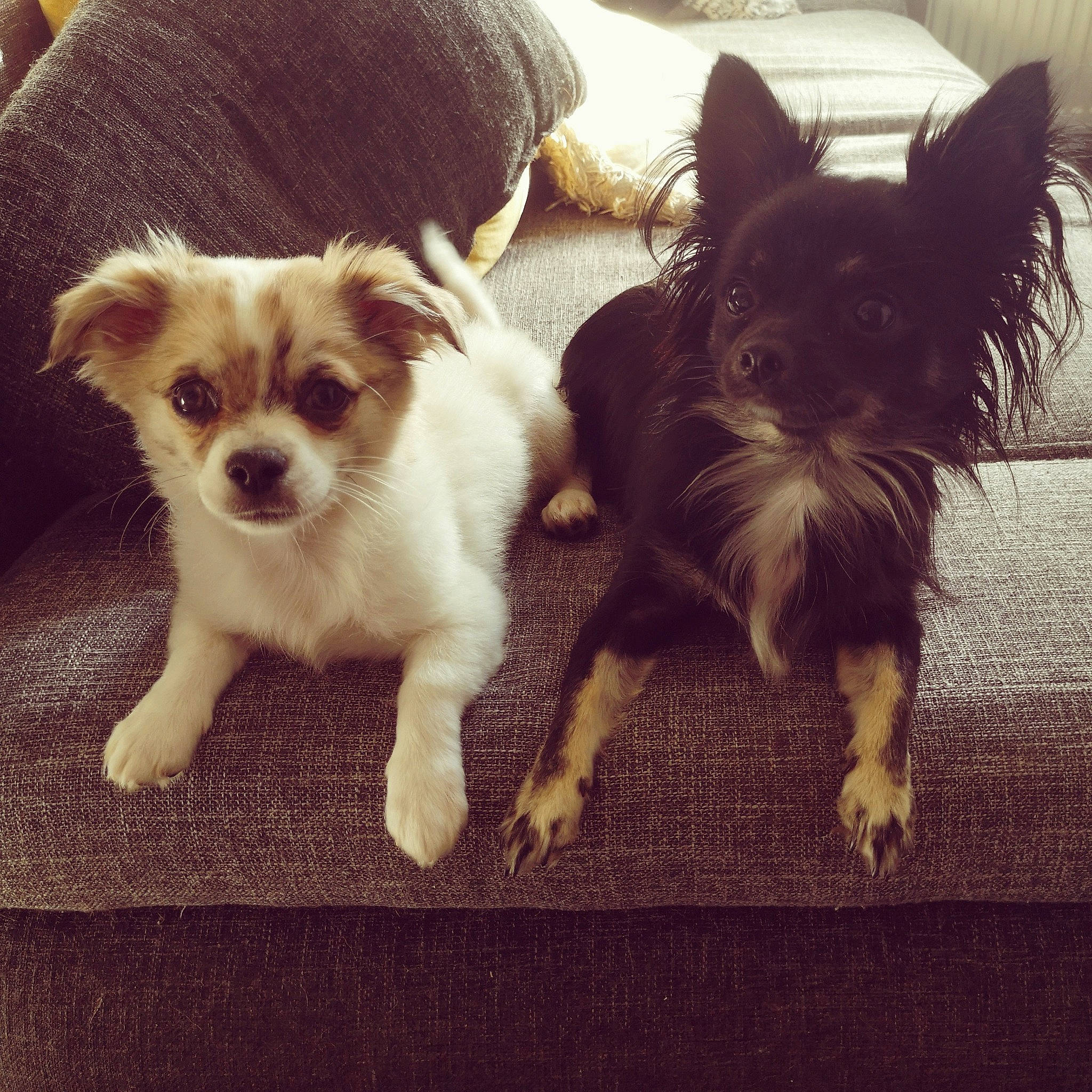 Giulia a rejoint le concours — aidez-le/la à gagner de superbes lots ! canidae, carnivore, chihuahua, companion_dog, dog, dog_breed, ear, love, mammal, morkie, papillon, puppy, puppy_love, sporting_group, toy_dog, yorkshire_terrier