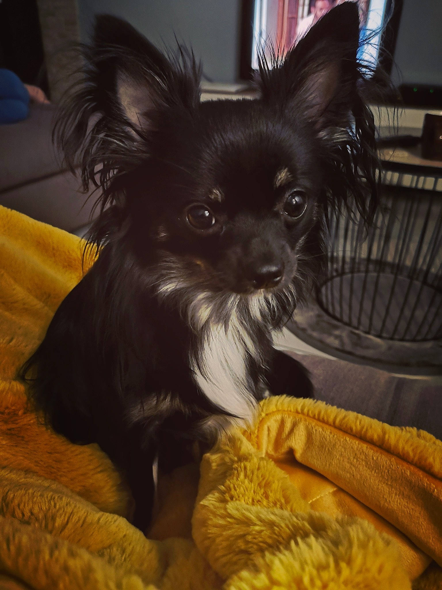 Giulia a rejoint le concours — aidez-le/la à gagner de superbes lots ! canidae, carnivore, companion_dog, dog, dog_breed, fur, mammal, pomeranian, puppy, snout, sporting_group, toy_dog, whiskers