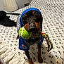 Champ is registered to the contest to win money with this photo: dog, toy, tennis_ball, rope_toy, blue_hoodie, bed, bedspread, floral_pattern, pet, indoor, small_dog, canine, looking_up, playful, animal, ears, fur, paws, nose, eyes