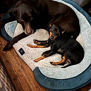 Champ joined the competition — help win amazing prizes! dog, dogs, pet_bed, wooden_floor, indoor, black_dog, small_dog, large_dog, animal, canine, resting, laying_down, floor, cozy, domestic_animal, companion, cute, fur, looking, two_pets