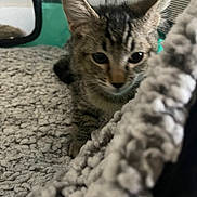 Nimbus joined the competition — help win amazing prizes! kitten, cat, tabby, pet, animal, feline, cute, indoor, blanket, cozy, soft, texture, ears, eyes, closeup, resting, curious, young, small, home