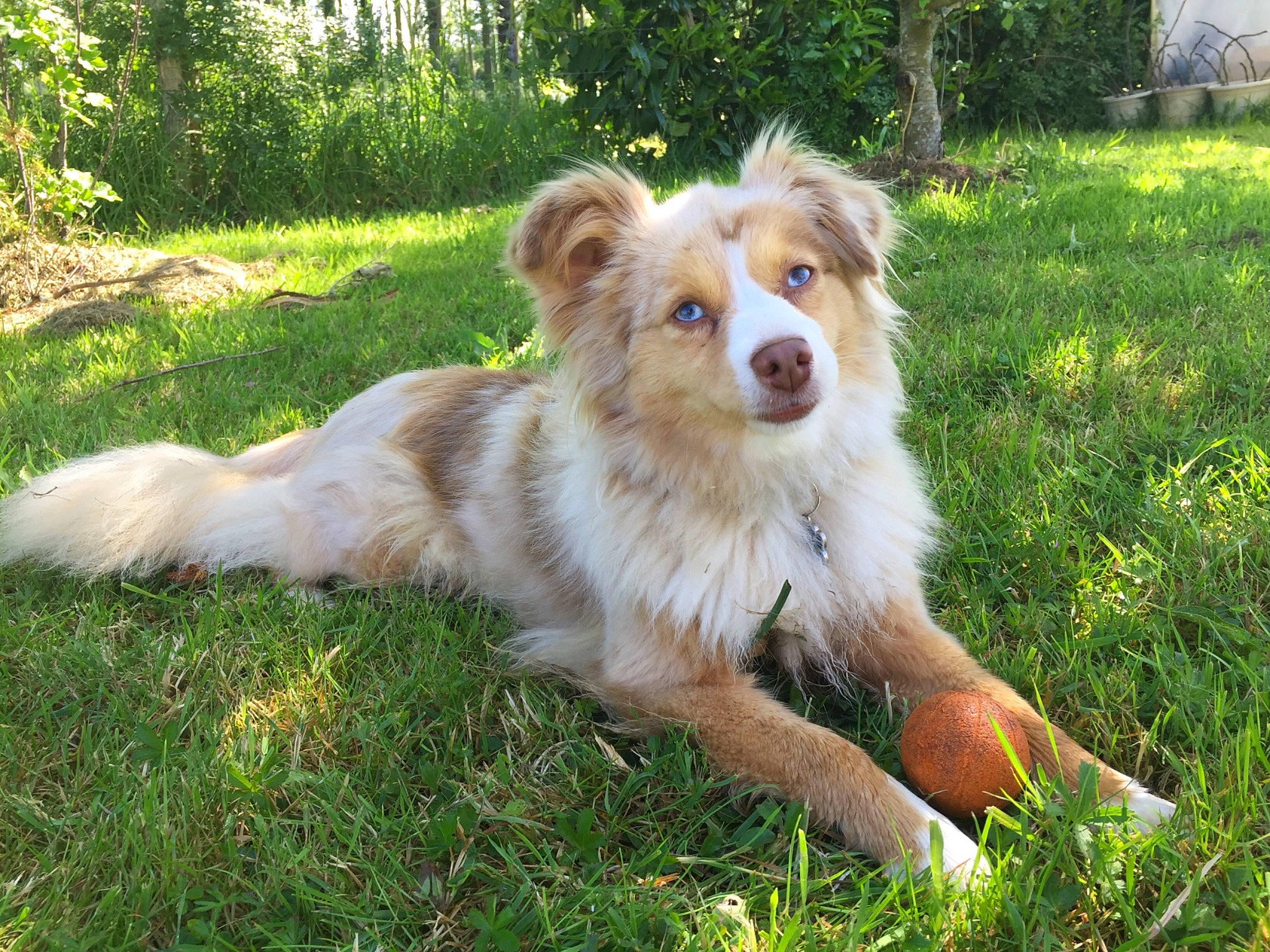 Jewel a rejoint le concours — aidez-le/la à gagner de superbes lots ! australian_collie, australian_shepherd, canidae, carnivore, companion_dog, dog, dog_breed, fawn, fur, grass, herding_dog, miniature_australian_shepherd, plant, puppy, snout, sporting_group, terrestrial_animal, tree, whiskers, working_dog
