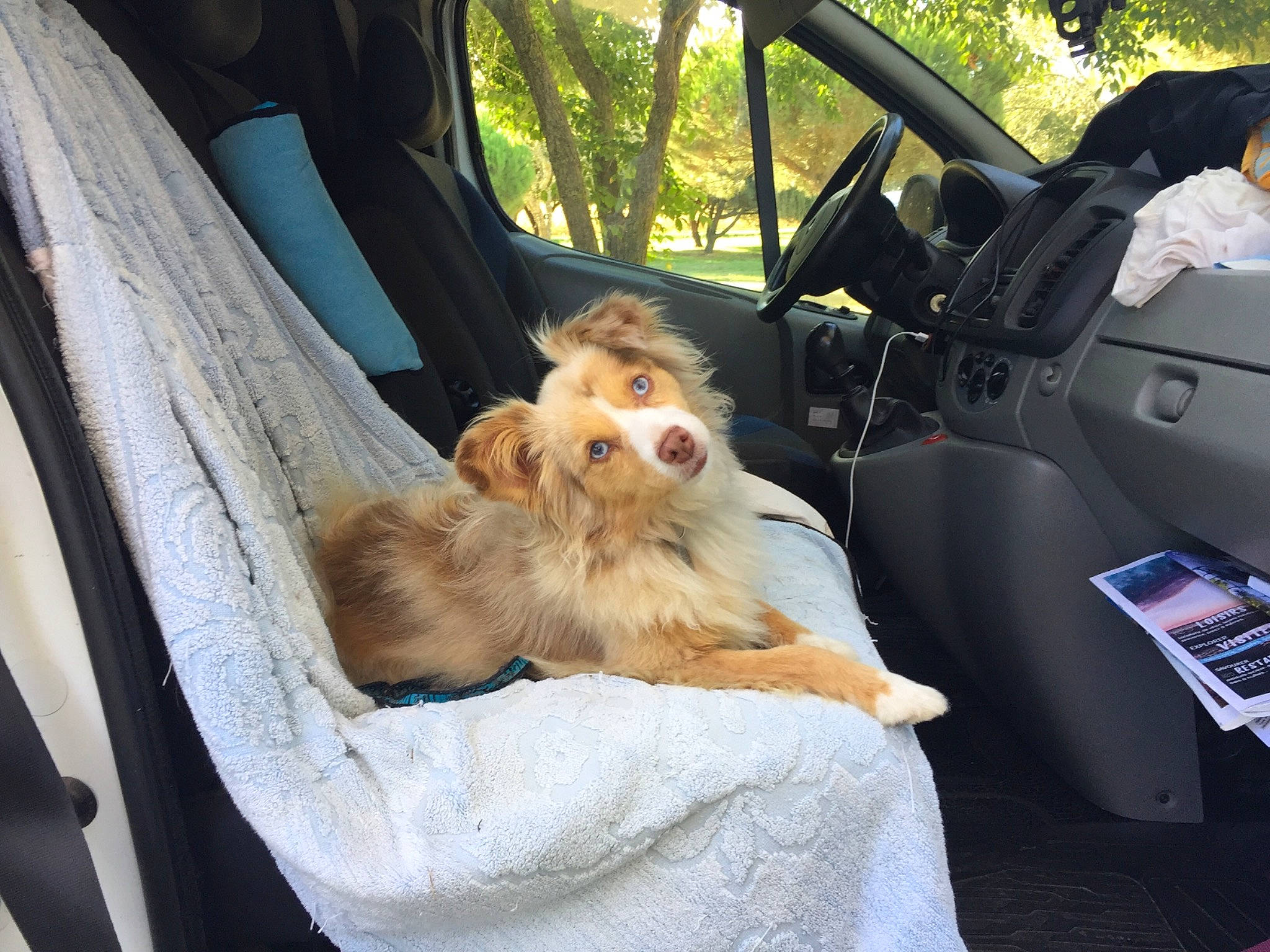 Jewel participe au concours pour gagner de l'argent avec cette photo : automotive_exterior, car, car_seat, car_seat_cover, carnivore, comfort, companion_dog, dog, dog_breed, eyewear, fawn, liver, plant, seat_belt, snout, steering_wheel, toy_dog, tree, vehicle, vehicle_door