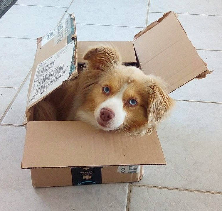 Jewel a rejoint le concours — aidez-le/la à gagner de superbes lots ! box, canidae, cardboard, carnivore, carton, companion_dog, dog, dog_breed, fawn, flooring, fur, liver, packaging_and_labeling, rectangle, shipping_box, snout, sporting_group, toy_dog, whiskers, wood