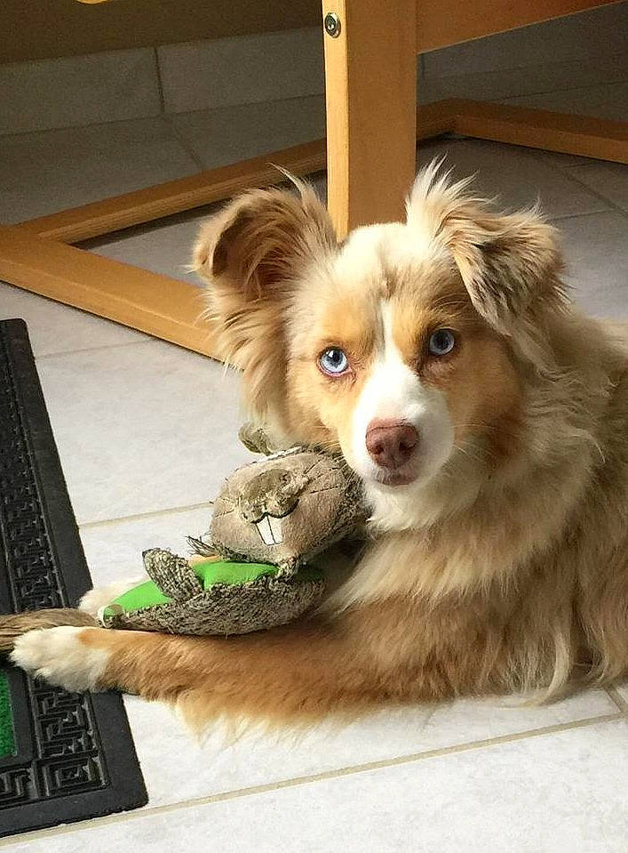 Jewel a rejoint le concours — aidez-le/la à gagner de superbes lots ! ball, canidae, carnivore, companion_dog, computer_keyboard, dog, dog_breed, dog_supply, fawn, fur, input_device, liver, papillon, peripheral, puppy, snout, sporting_group, toy_dog, whiskers, wood