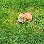 Rocky a rejoint le concours — aidez-le/la à gagner de superbes lots ! dog, chihuahua, grass, outdoor, pet, animal, sunlight, nature, greenery, small_dog, relaxing, cute, canine, daylight, fur, laying_down, mammal, tongue_hidden, alert, ears_up