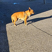 Rocky participe au concours pour gagner de l'argent avec cette photo : dog, brown_dog, leash, harness, pavement, shadow, outdoor, sunlight, metal_poles, walking_area, side_view, small_dog, alert, pet, animal, street_marking, daytime, standing, quiet, urban