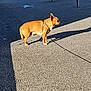 dog, brown_dog, leash, harness, pavement, shadow, outdoor, sunlight, metal_poles, walking_area, side_view, small_dog, alert, pet, animal, street_marking, daytime, standing, quiet, urban