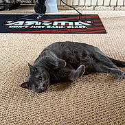 Ronin joined the competition — help win amazing prizes! cat, gray_cat, carpet, indoor, mat, text, cable, wheels, pet, feline, animal, relaxed, curious, floor, texture, home, casual, cozy, resting, looking