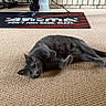 animal, cable, carpet, casual, cat, cozy, curious, feline, floor, gray_cat, home, indoor, looking, mat, pet, relaxed, resting, text, texture, wheels