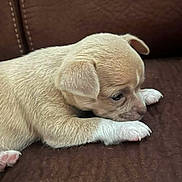 Yuna participe au concours pour gagner de l'argent avec cette photo : puppy, dog, brown_couch, white_paws, fur, pet, young_animal, cute, sleepy, indoor, animal, small, domestic_animal, laying_down, close_up, resting, canine, adorable, soft, quiet