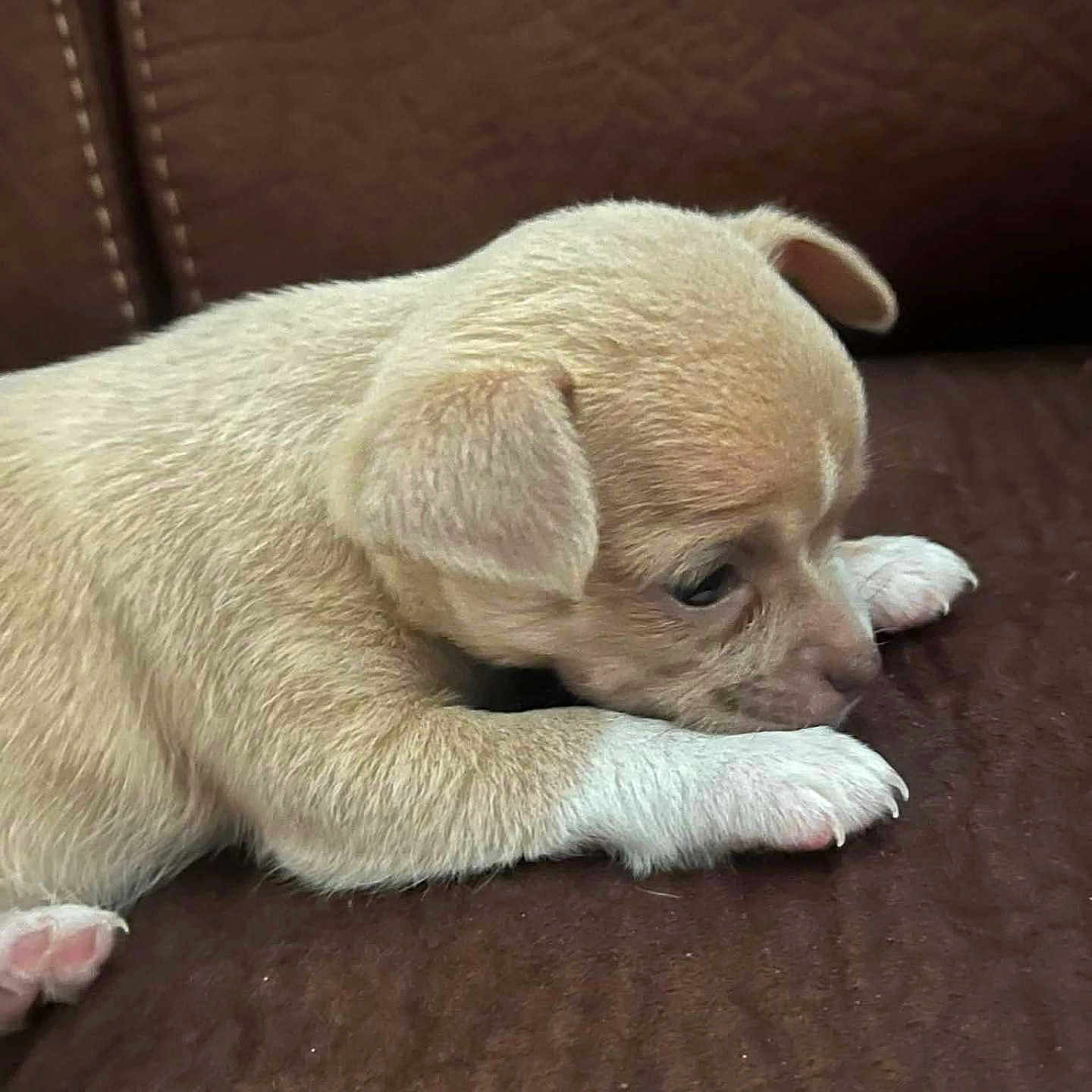 Yuna participe au concours pour gagner de l'argent avec cette photo : adorable, animal, brown_couch, canine, close_up, cute, dog, domestic_animal, fur, indoor, laying_down, pet, puppy, quiet, resting, sleepy, small, soft, white_paws, young_animal