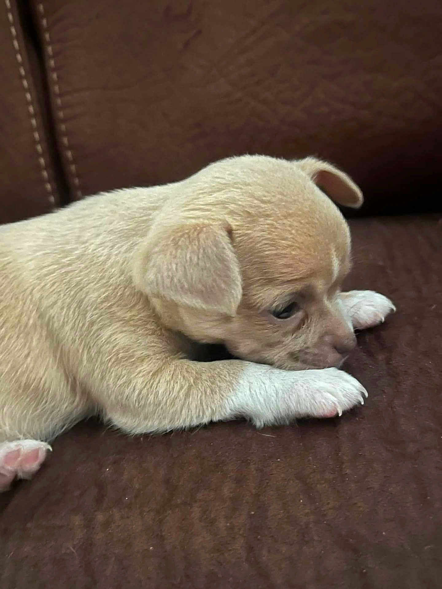 Yuna participe au concours pour gagner de l'argent avec cette photo : puppy, dog, brown_couch, white_paws, fur, pet, young_animal, cute, sleepy, indoor, animal, small, domestic_animal, laying_down, close_up, resting, canine, adorable, soft, quiet