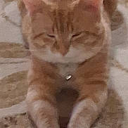Monkey joined the competition — help win amazing prizes! cat, orange_tabby, feline, pet, stretching, paws, front_legs, indoor, carpet, pattern, close_up, sleepy, relaxed, fur, whiskers, animal, domestic_cat, cute, resting, mammal