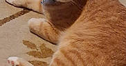 Monkey is registered to the contest to win money with this photo: animal, carpet, cat, close_up, collar, cute, domestic_cat, ears, feline, fur, home, indoor, lying_down, orange_tabby, pattern, paws, pet, relaxed, tail, whiskers