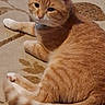 Monkey joined the competition — help win amazing prizes! animal, carpet, cat, collar, curious, cute, domestic_cat, feline, fur, home, indoor, lying_down, mammal, orange_tabby, paws, pet, relaxed, resting, tail, whiskers