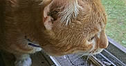 Monkey joined the competition — help win amazing prizes! cat, orange_tabby, window, screen, whiskers, paws, sunlight, indoor, curious, close_up, pet, feline, animal, fur, nose, ears, side_view, daylight, looking_out, resting