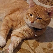 Monkey joined the competition — help win amazing prizes! animal, bell, carpet, cat, collar, cozy, cute, domestic_animal, feline, fur, home, indoor, lying_down, mammal, orange_tabby, paw, pet, relaxed, resting, whiskers