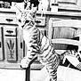 cat, tabby, chair, wooden_furniture, indoor, curious, pet, kitten, domestic_animal, furniture, vintage, cabinet, black_and_white, whiskers, paws, tail, home_interior, decor, standing, close_up