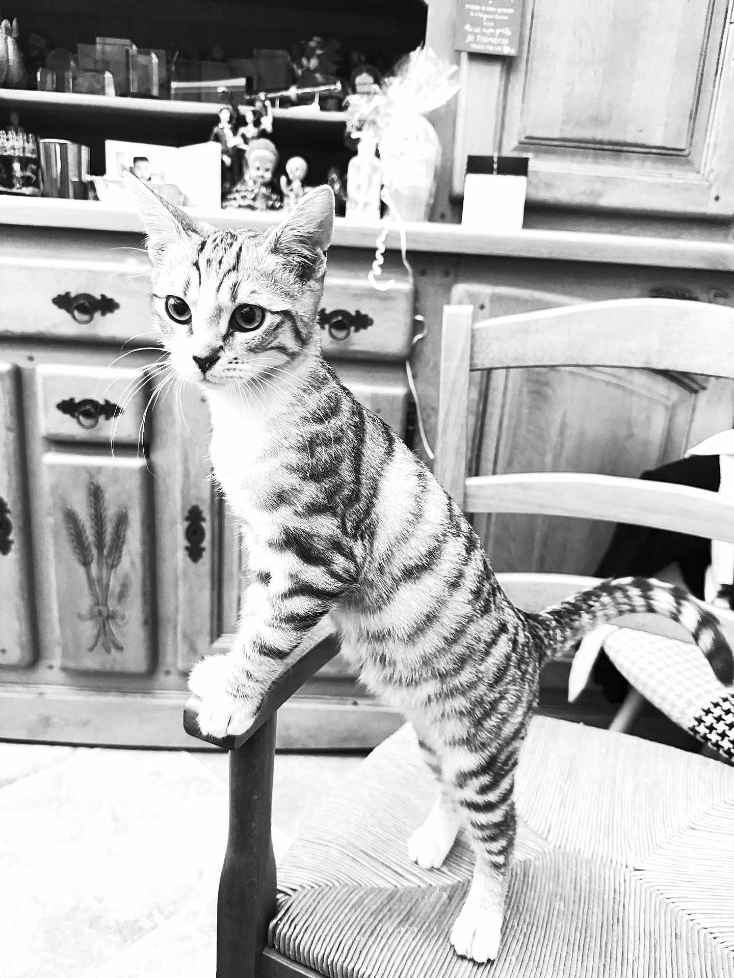 Tagada a rejoint le concours — aidez-le/la à gagner de superbes lots ! cat, tabby, chair, wooden_furniture, indoor, curious, pet, kitten, domestic_animal, furniture, vintage, cabinet, black_and_white, whiskers, paws, tail, home_interior, decor, standing, close_up