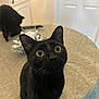 black_cat, cat, table, indoor, curious, green_eyes, pet, domestic_animal, feline, whiskers, candle_holder, decor, background, cabinet, door, close_up, texture, two_cats, looking_up, household