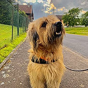Loki a rejoint le concours — aidez-le/la à gagner de superbes lots ! dog, fluffy, sidewalk, leash, outdoor, cloudy_sky, house, greenery, fence, road, pet, canine, fur, portrait, daylight, nature, animal, pavement, collar, happy
