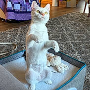Katie joined the competition — help win amazing prizes! cat, white_cat, pet_bed, plush_toy, bunny_toy, carpet, quilt, purple_quilt, chair, flower_basket, indoor, wood_floor, curious, standing, pet, cozy, home, furniture, animal, domestic