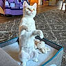 cat, white_cat, pet_bed, plush_toy, bunny_toy, carpet, quilt, purple_quilt, chair, flower_basket, indoor, wood_floor, curious, standing, pet, cozy, home, furniture, animal, domestic
