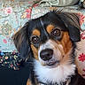 bed, bedspread, black_fur, brown_eyes, close_up, collar, cute, dog, floral_pattern, fluffy, indoors, long_hair, pet, photography, pillows, portrait, puppy, tan_markings, tricolor, white_fur