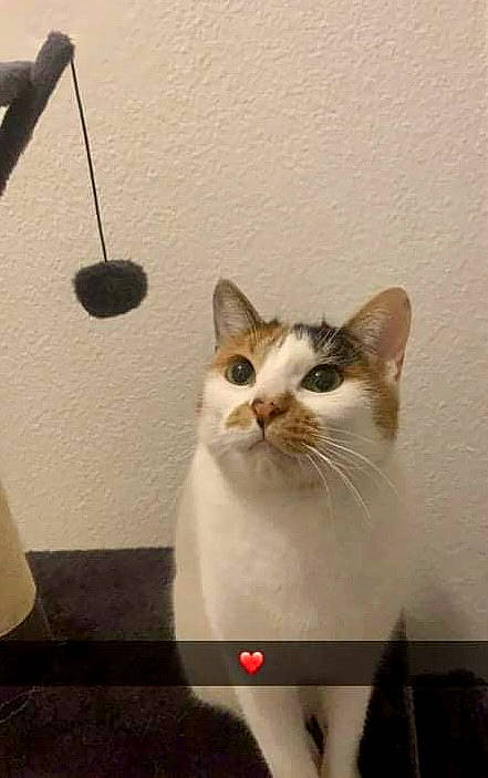Nicky a rejoint le concours — aidez-le/la à gagner de superbes lots ! box, carnivore, cat, domestic_short_haired_cat, eye, felidae, flooring, fur, lamp, light_fixture, paper_product, small_to_medium_sized_cats, snout, tail, whiskers, wood