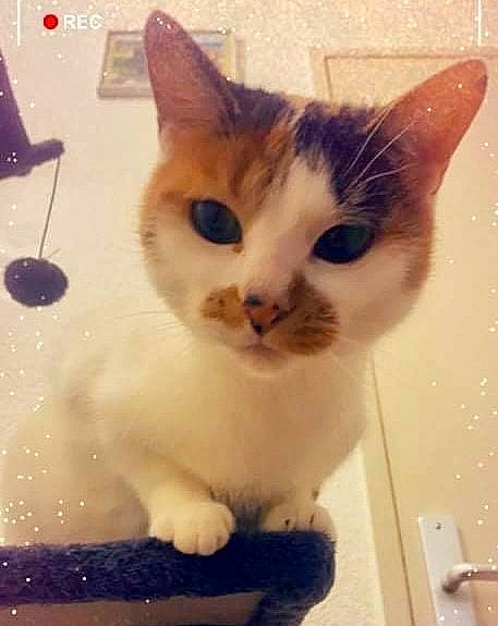 Nicky a rejoint le concours — aidez-le/la à gagner de superbes lots ! art, carnivore, cat, domestic_short_haired_cat, door, eye, fawn, felidae, fur, paw, pet_supply, photo_caption, small_to_medium_sized_cats, snout, square, tail, whiskers, window