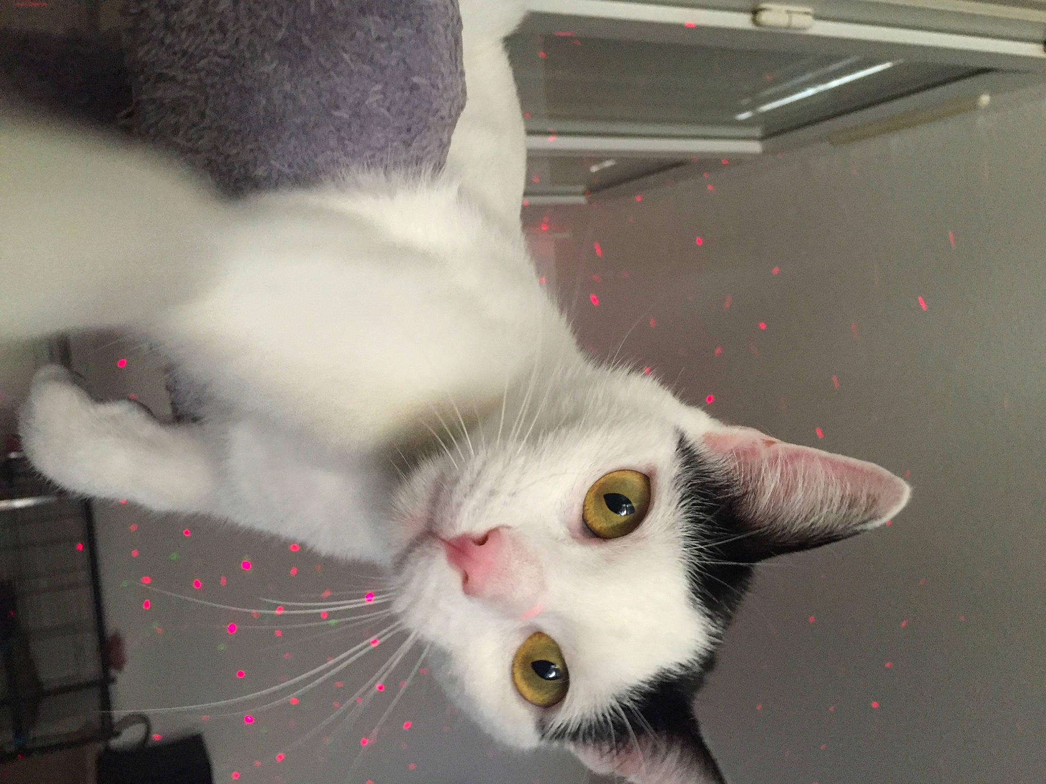 Nina a rejoint le concours — aidez-le/la à gagner de superbes lots ! carnivore, cat, claw, domestic_short_haired_cat, felidae, fur, paw, photo_caption, small_to_medium_sized_cats, snout, tail, whiskers