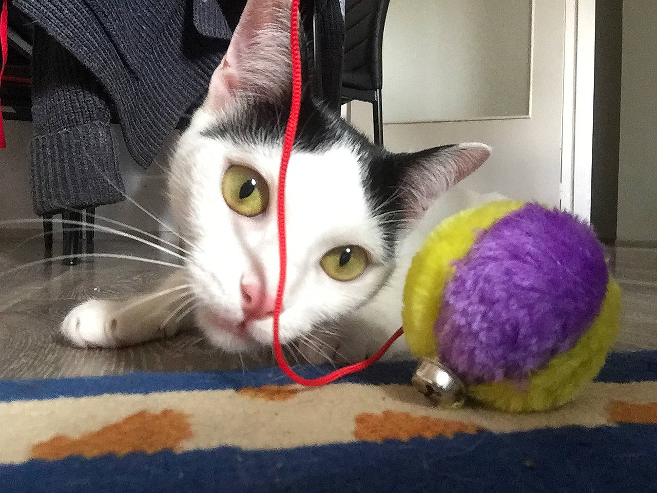 Nina participe au concours pour gagner de l'argent avec cette photo : carnivore, cat, cat_supply, claw, comfort, domestic_short_haired_cat, felidae, foot, fur, paw, pet_supply, room, small_to_medium_sized_cats, snout, stuffed_toy, tail, thread, toy, whiskers, woolen