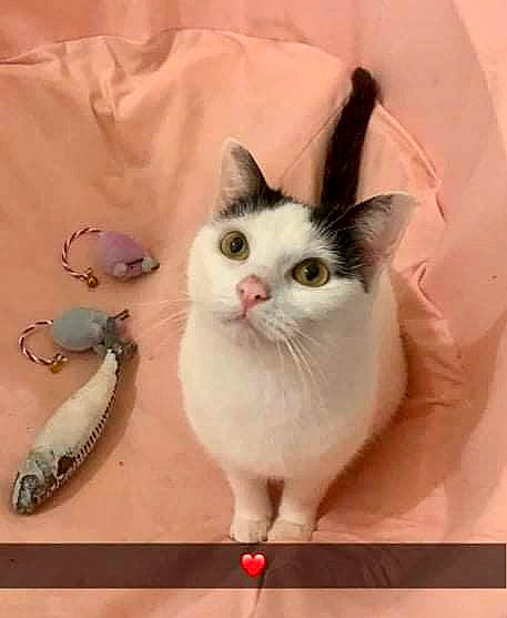 Nina participe au concours pour gagner de l'argent avec cette photo : art, carnivore, cat, comfort, domestic_short_haired_cat, fawn, felidae, fur, insect, paper_product, paw, photo_caption, rectangle, small_to_medium_sized_cats, tail, terrestrial_animal, whiskers, window, wood