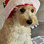 animal, blanket, christmas, closeup, couch, cozy, cute, decor, dog, domestic_animal, fluffy, fur, holiday, indoor, looking_away, pet, portrait, santa_hat, soft_lighting, white