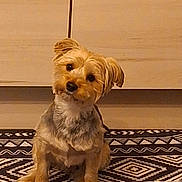 Cookie a rejoint le concours — aidez-le/la à gagner de superbes lots ! dog, puppy, small_dog, fluffy, fur, sitting, head_tilt, portrait, pet, indoor, rug, geometric_pattern, floor, cabinet, wood, brown, cream, cute, animal, photography
