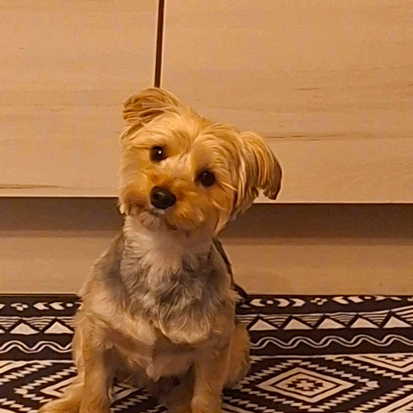 Cookie a rejoint le concours — aidez-le/la à gagner de superbes lots ! dog, puppy, small_dog, fluffy, fur, sitting, head_tilt, portrait, pet, indoor, rug, geometric_pattern, floor, cabinet, wood, brown, cream, cute, animal, photography