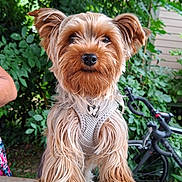 Kiwi participe au concours pour gagner de l'argent avec cette photo : dog, yorkshire_terrier, small_dog, long_hair, shaggy, brown_fur, tan_fur, black_nose, portrait, sitting, outdoor, garden, foliage, plants, wooden_bench, bicycle, harness, pet, closeup, natural_light