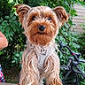dog, yorkshire_terrier, small_dog, long_hair, shaggy, brown_fur, tan_fur, black_nose, portrait, sitting, outdoor, garden, foliage, plants, wooden_bench, bicycle, harness, pet, closeup, natural_light
