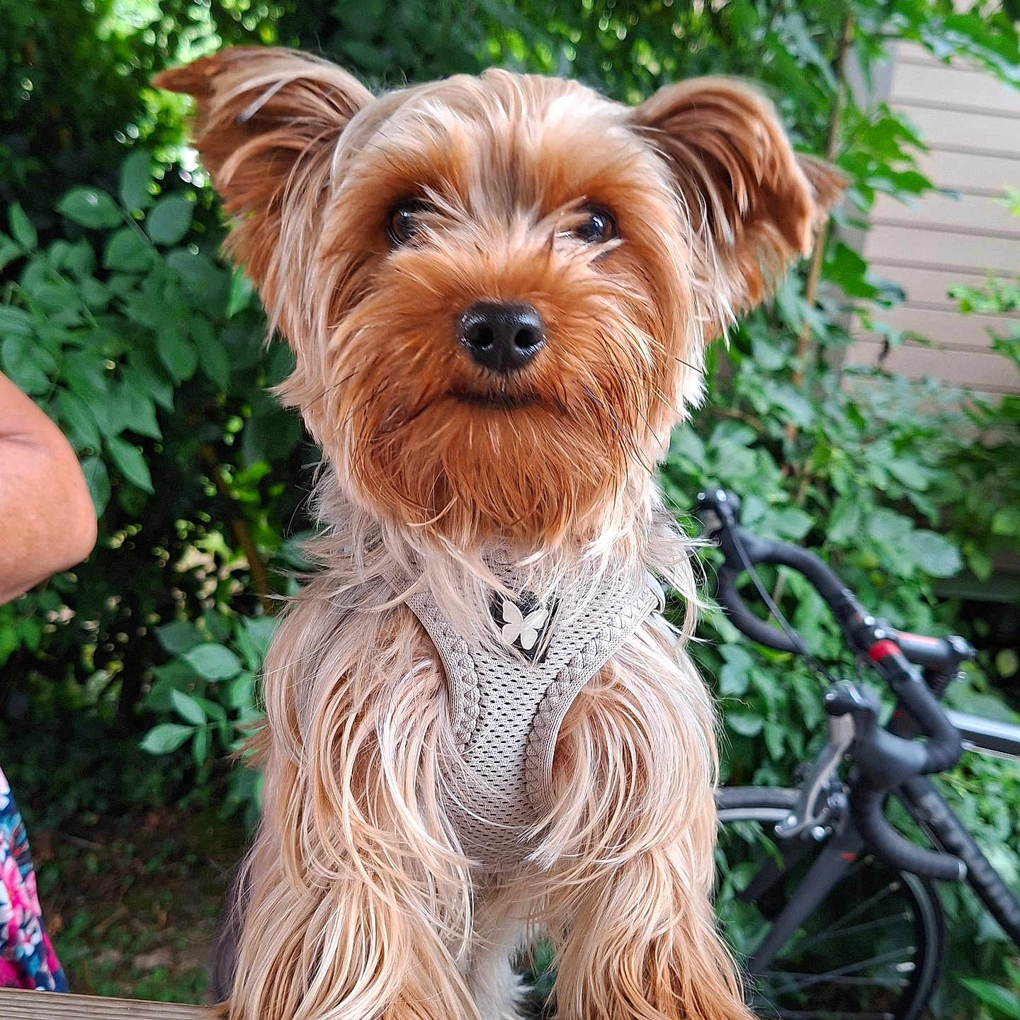 Kiwi participe au concours pour gagner de l'argent avec cette photo : dog, yorkshire_terrier, small_dog, long_hair, shaggy, brown_fur, tan_fur, black_nose, portrait, sitting, outdoor, garden, foliage, plants, wooden_bench, bicycle, harness, pet, closeup, natural_light