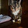 blanket, cabinet, calico, cat, close_up, curious, cushion, dim_lighting, eyes, feline, fur, indoor, paws, pet, portrait, sitting, tabby, whiskers, wooden_floor, wooden_furniture