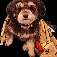 Molly is registered to the contest to win money with this photo: dog, blanket, brown_fur, white_fur, pet, cute, cozy, collar, indoor, small_dog, fluffy, fur, animal, canine, domestic_animal, portrait, sitting, companionship, comfort, cute_pet