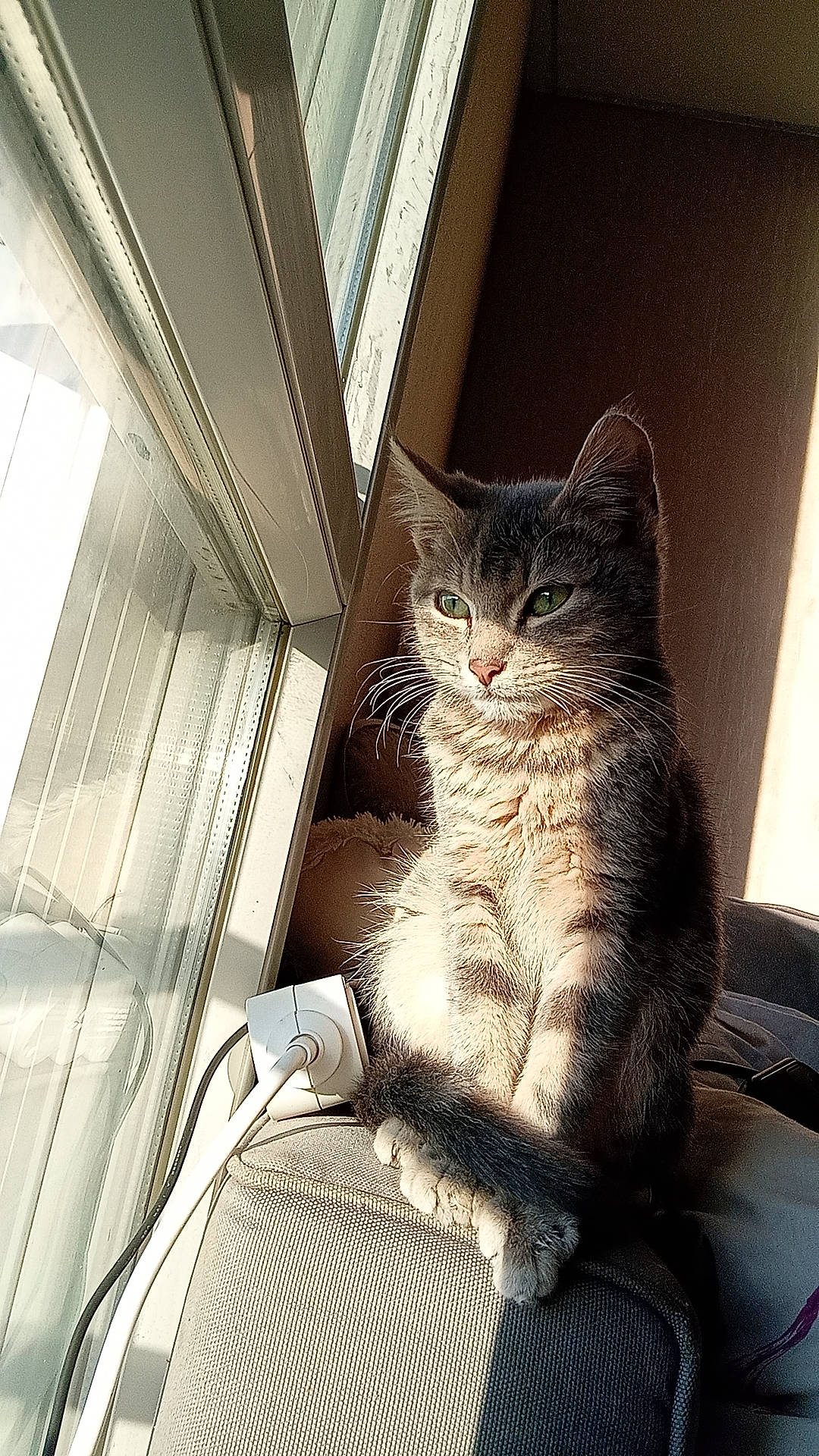 Unaï participe au concours pour gagner de l'argent avec cette photo : carnivore, cat, comfort, domestic_short_haired_cat, door, fawn, felidae, fur, grey, human_leg, paw, sitting, small_to_medium_sized_cats, snout, stairs, tail, tree, whiskers, window, wood