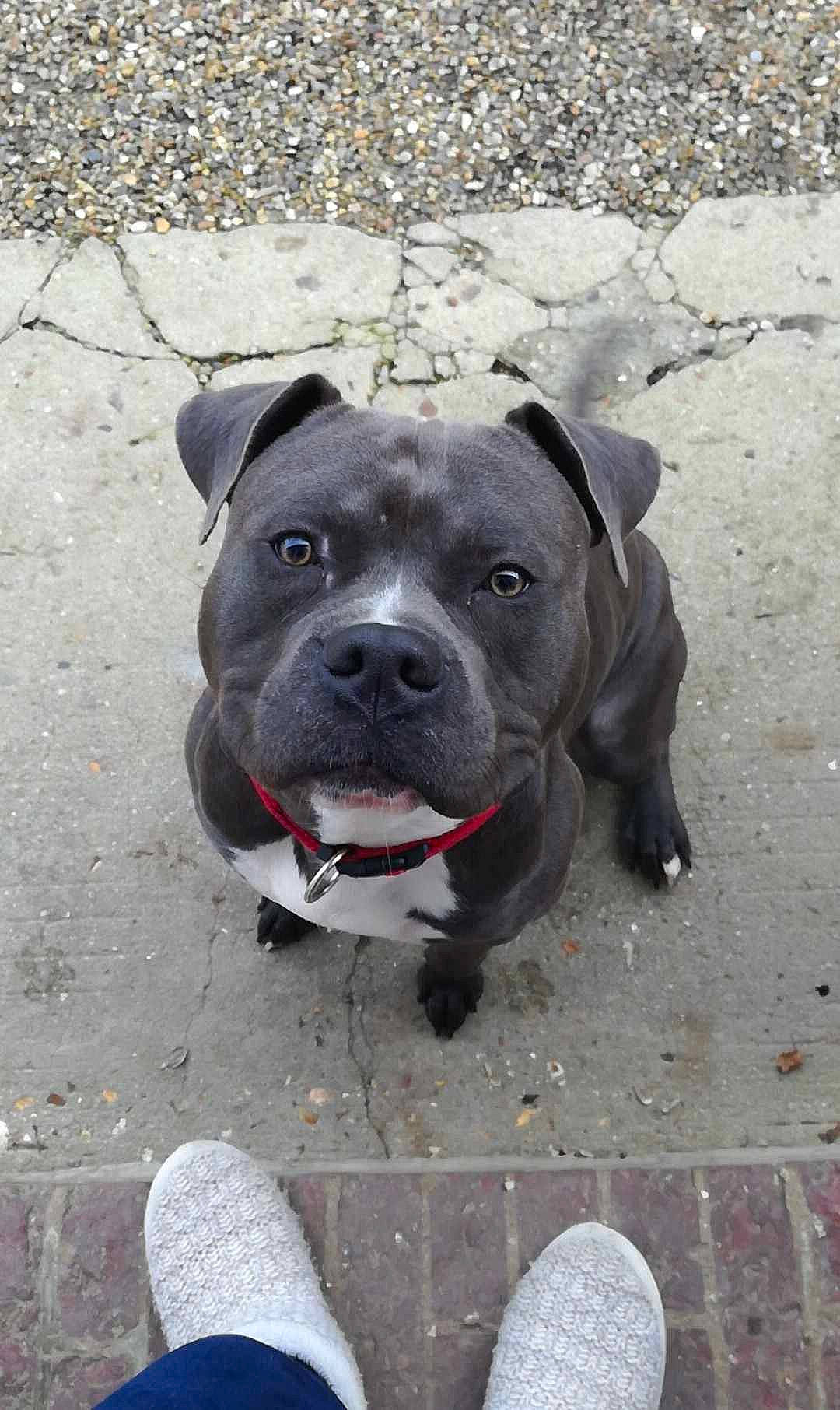 Tayson a rejoint le concours — aidez-le/la à gagner de superbes lots ! asphalt, carnivore, collar, companion_dog, concrete, dog, dog_breed, dog_collar, foot, grey, guard_dog, leash, molosser, road_surface, terrestrial_animal, whiskers, white, window, working_animal, working_dog