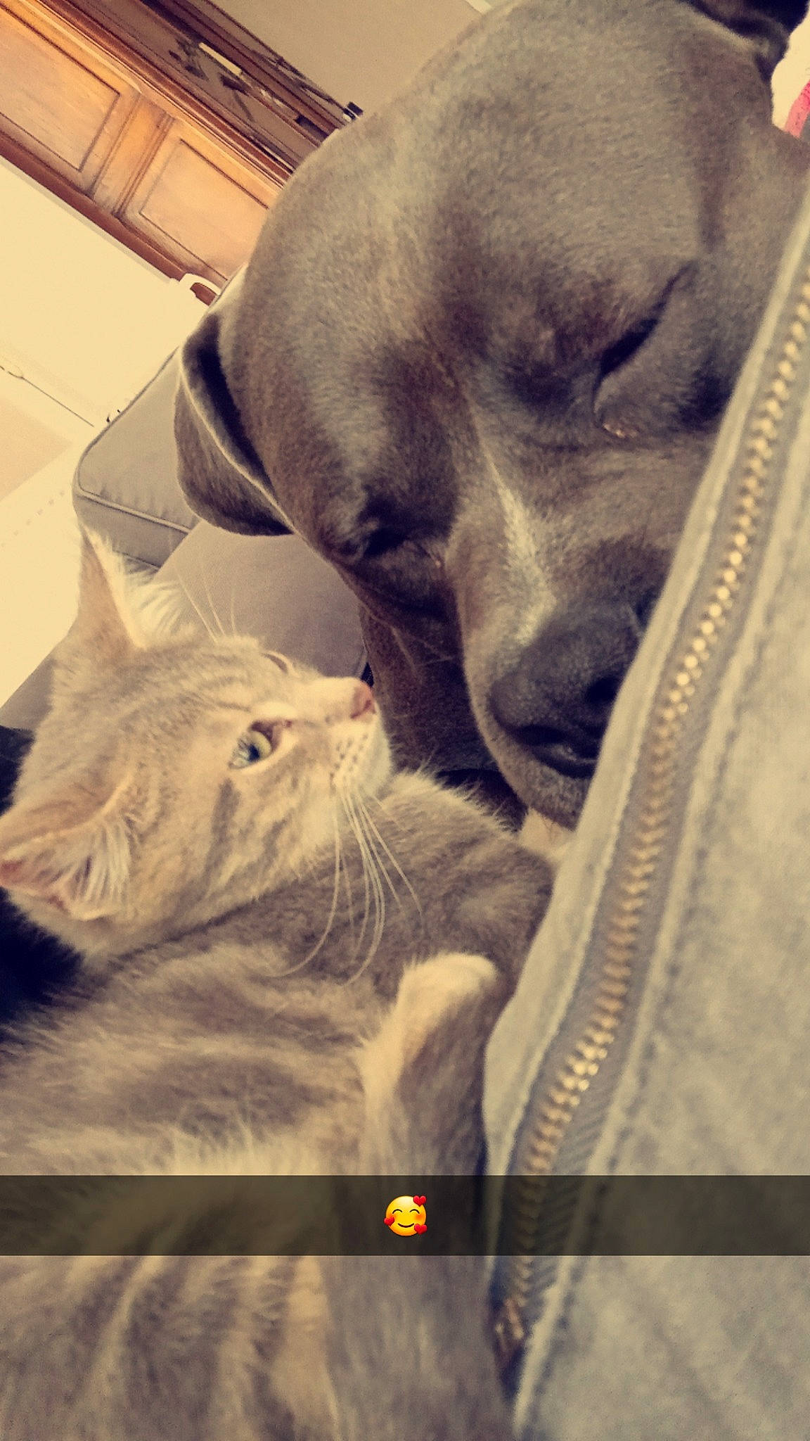 Tayson a rejoint le concours — aidez-le/la à gagner de superbes lots ! carnivore, cat, cloud, comfort, companion_dog, domestic_short_haired_cat, felidae, fur, grey, mammal, monochrome, monochrome_photography, paw, photo_caption, selfie, small_to_medium_sized_cats, snout, textile, whiskers, wrinkle